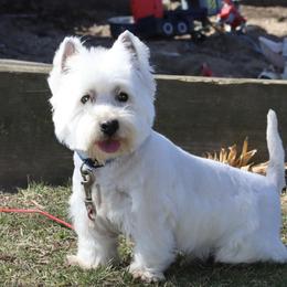 Sunny - West Highland White Terrier