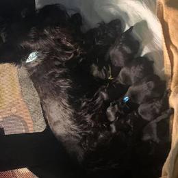 Scottish Terrier Puppies from 4 Scotts and a Do