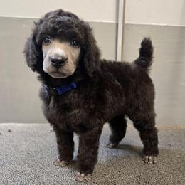 Blue Collar - Silver male Poodle puppy in Patterson, California from Paterson Poodles