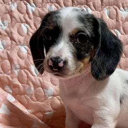 Dachshunds from LeighAnne's Dachshunds