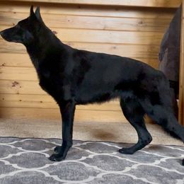 Purple Girl - Black German Shepherd puppy in Encampment, Wyoming from Buckelwürmer German Shepherds