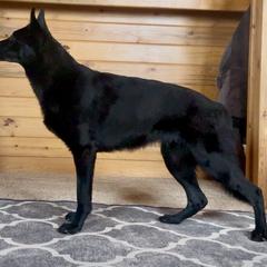 Purple Girl - Black German Shepherd puppy in Encampment, Wyoming from Buckelwürmer German Shepherds