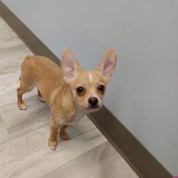 Chihuahua All Grown Up from Chi Angels