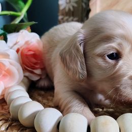 Dachshunds from UGG Ranch