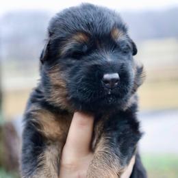Hades - Black and red male German Shepherd puppy in Canton, Texas from WILDWOOD GERMAN SHEPHERDS