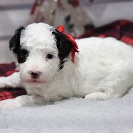 Joseph - Black male Poodle puppy in Green Forest, Arkansas from Horseshoe Drive Kennel