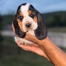 Girl 1 - Black white and brown female Basset Hound puppy in Conway, Missouri from Ozark Mountain Kennel