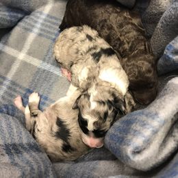 Poodle Puppies from Timber Hills Poodles and Doodles