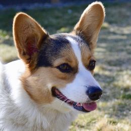 Brooklynn - Pembroke Welsh Corgi