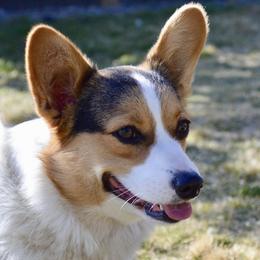 Brooklynn - Pembroke Welsh Corgi