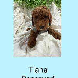 AKC  Standard poodle Tiana - Red  female Poodle puppy in Harrisburg, Arkansas from Ransone’s Ridge Runners Poodles and Doodles