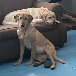 Honey - Labrador Retriever