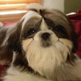 Shih Tzus from Special K Shih Tzus