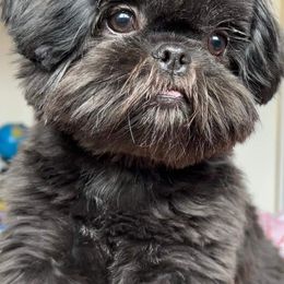 Shih Tzu Puppies from N.F.S.T Imperial ShihTzu Puppies.