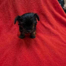 Lola - Blue and gold female Yorkshire Terrier puppy in Perry, Florida from Lanes-Scraps