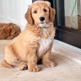 Jack-O - Apricot male Goldendoodle puppy in Umatilla, Florida from Darling Doodles