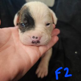 Girl 2 - White and brindle female American Bulldog puppy in Yellville, Arkansas from Offerman Family Bulldogs