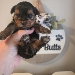 Ace - Black and tan male Yorkshire Terrier puppy in Clermont, Florida from Bella's Prissy Butts