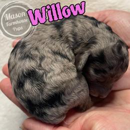 Willow - Blue roan female Cockapoo puppy in Anniston, Alabama from Mason Farmhouse Poodles, Doodles & Poos (Breeding & Stud Services)