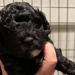 Cavapoos, Goldendoodles, Labradoodles, Poodles, and Sheepadoodles from Wagadoodlesnw