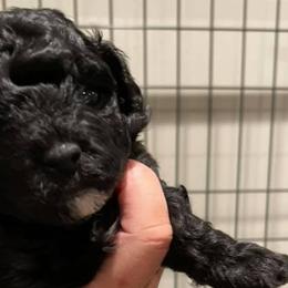 Cavapoos, Goldendoodles, Labradoodles, Poodles, and Sheepadoodles from Wagadoodlesnw