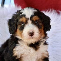 Bernedoodle and Cavapoo Puppies from Lawler’s Legacy Litters