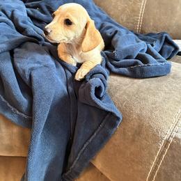 Cider - Cream female Dachshund puppy in Caddo, Oklahoma from Caddo Hills Puppies
