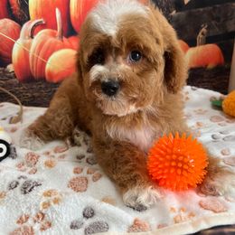 Emerson - Red male Cavapoo puppy in Lebanon, Missouri from Danielle’s Doodles
