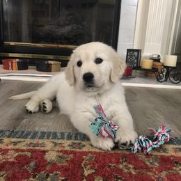 Golden Retriever Puppies from Hat Creek Goldens