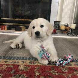 Golden Retriever Puppies from Hat Creek Goldens