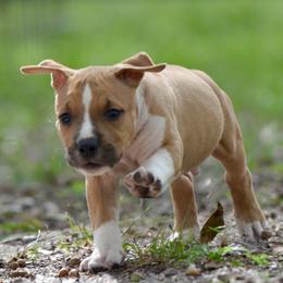 Boy 3 - Red male American Staffordshire Terrier puppy in St. Augustine, Florida from LBK & Ancient City