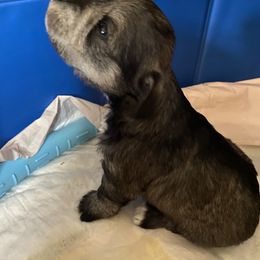 Miniature Schnauzer and Poodle Puppies from Bits & Bytes Farm
