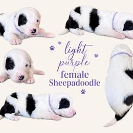 Girl 2 - Black and white female Sheepadoodle puppy in Mesa, Arizona from Desert Sheepies and Doodles