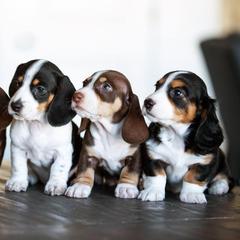 Dachshunds from Majors Dachshunds