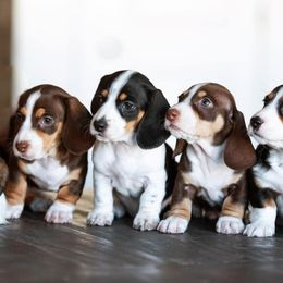 Dachshunds from Majors Dachshunds