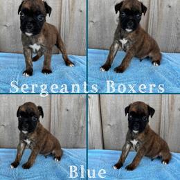 Blue - Brindle male Boxer puppy in Madisonville, Texas from Sergeant's Boxers