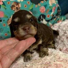 Little Chocolate and cream gal - Chocolate and cream female Dachshund puppy in Mt. Pleasant, Texas from The Spotted Doxie