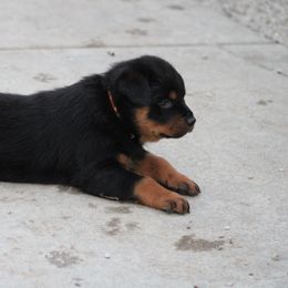 Rottweiler Puppies from Cross Creek Rottweilers