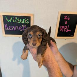 Dachshund Puppies from Wilson's Kennels