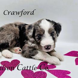 Crawford - Blue merle male Aussiedoodle puppy in Lancaster, Minnesota from Wilson Cattle Co.