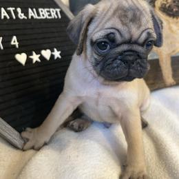 Fawn boy 4 - Fawn male Pug puppy in Norborne, Missouri from Pug Palace