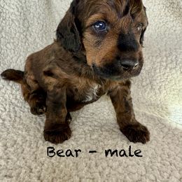 Bear - shaded sable male - Sable male Poodle puppy in Peyton, Colorado from Fuzzybottoms Ranch LLC
