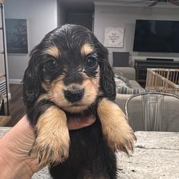 Beauty - Black and cream female Dachshund puppy in Early, Texas from Ryan House Dachshunds