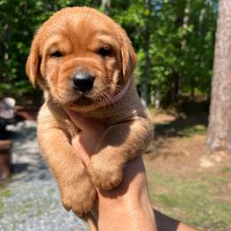 Ember - Yellow female Labrador Retriever puppy in Carthage, North Carolina from Wicked Pines Retrievers