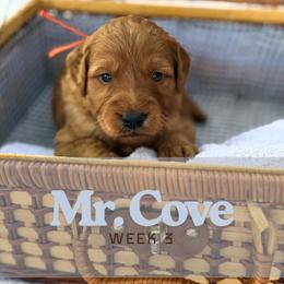 Mr. Cove - Parti male Goldendoodle puppy in Pensacola, Florida from Ruby Pupper Doodles