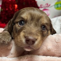 Mojito - Cream female Dachshund puppy in Fayetteville, West Virginia from Loop Creek Dachshunds