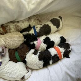 Bernedoodle Puppies from Double B Doodles