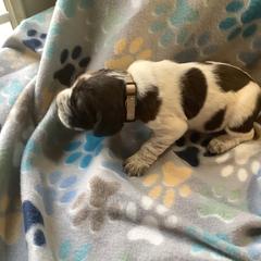 Girl 5 - Brown roan Spinone Italiano puppy in Cecil County, Maryland from Turkey Point Spinone Pups