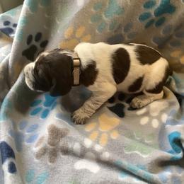 Girl 5 - Brown roan Spinone Italiano puppy in Cecil County, Maryland from Turkey Point Spinone Pups