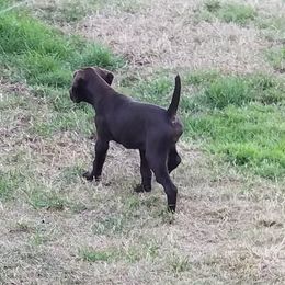 German Shorthaired Pointer Puppies from RADBACH KENNELS